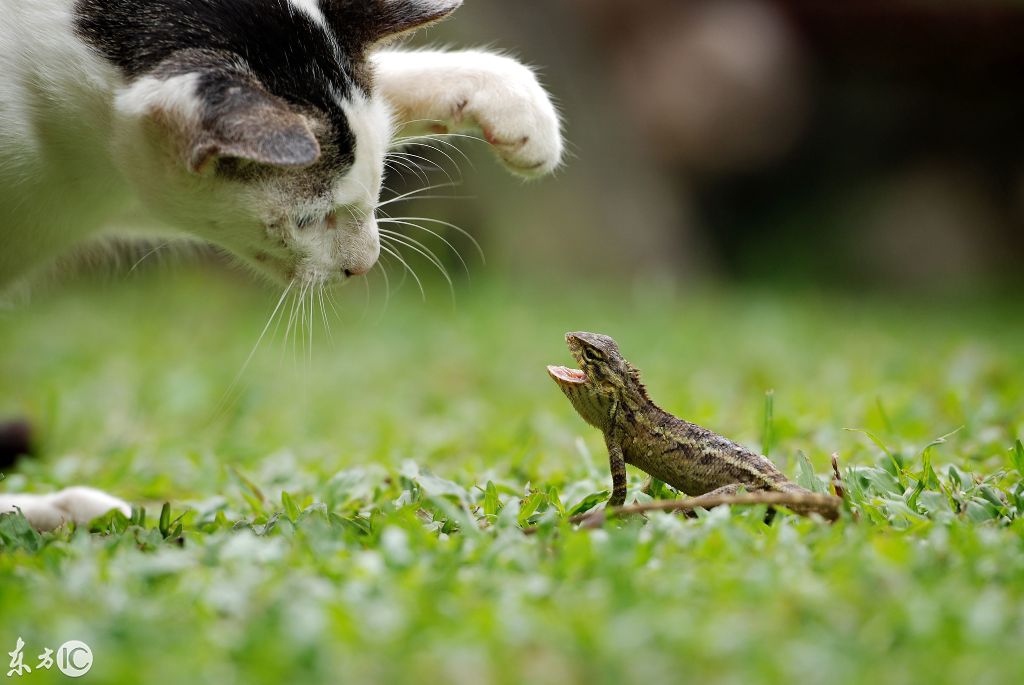 动物趣闻：勇敢的小蜥蜴PK流浪猫，谁胜谁负呢？-第2张图片-大千世界