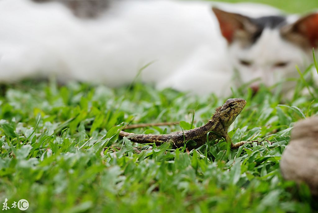 动物趣闻：勇敢的小蜥蜴PK流浪猫，谁胜谁负呢？-第3张图片-大千世界