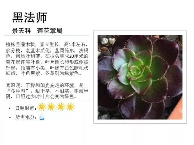植物百科｜一起来认识多肉植物！