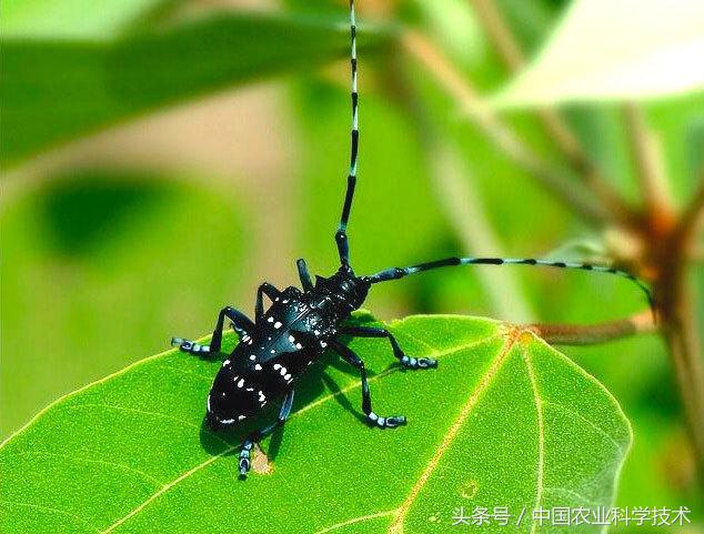 常见园林植物虫害防治，全面！详尽！实用！-第3张图片-农百科