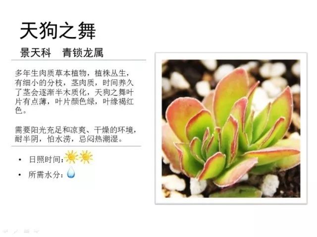 植物百科｜一起来认识多肉植物！