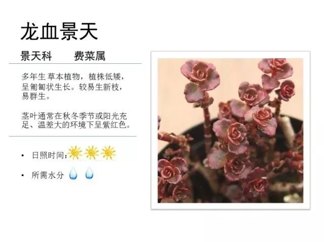 植物百科｜一起来认识多肉植物！