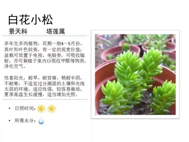 植物百科｜一起来认识多肉植物！