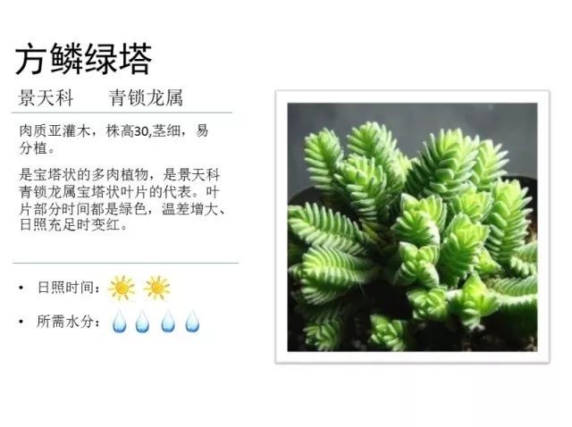 植物百科｜一起来认识多肉植物！