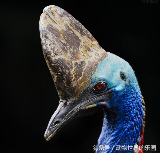 世界上最大的鸡（世界最大鸡高度能达1.7m）