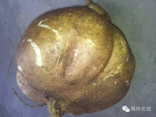 高州分界储良村委一村民挖出23斤大葛薯