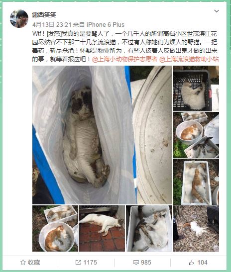 上海一高档小区20多只猫疑被毒杀，或涉嫌投放危险物质罪