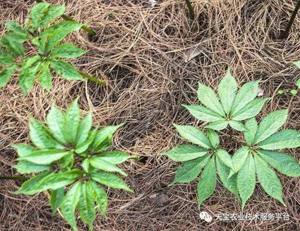 想要靠种药材挣到钱，你必须先做到这几点！