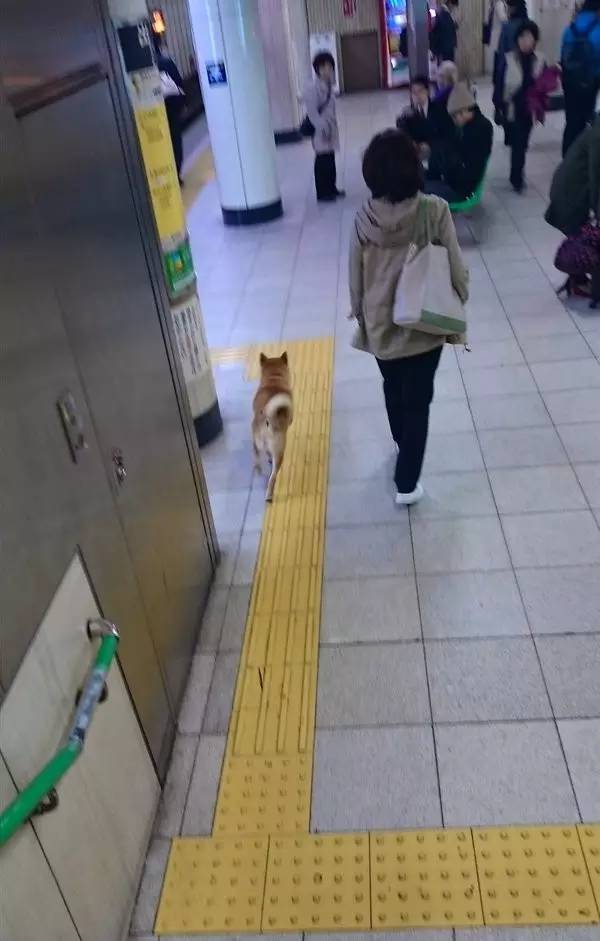 柴犬凭借身高成功逃票混入车站，可惜惊动工作人员，最终被抓获！