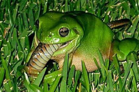 发现一只青蛙在捕食奇怪的猎物，走近一看，傻眼了！