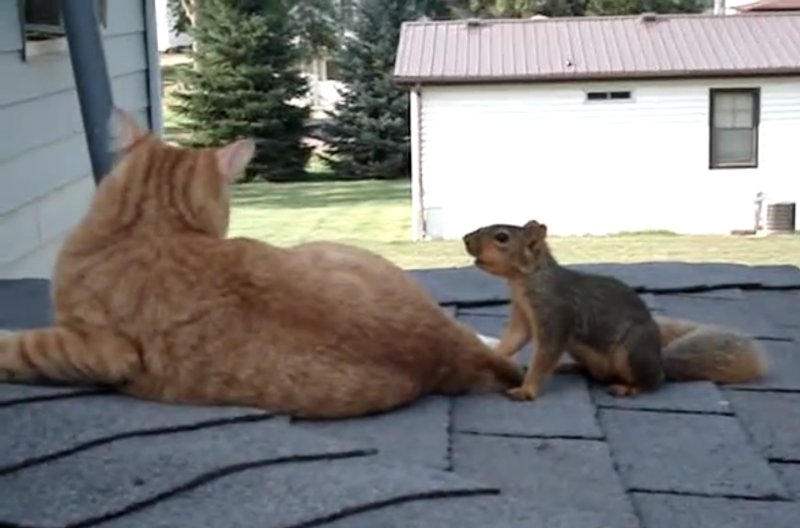 猫咪在屋顶趴着玩，松鼠突然跳上来，让人紧张！没想到结果是这样
