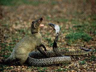 蜜獾与蛇獴，谁是毒蛇的最大天敌？