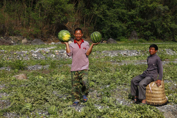 巧家农民在乱石滩上种出大“金瓜”