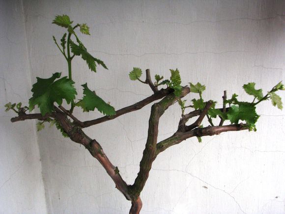 学会这招，自己在家就能种一盆漂亮的葡萄盆栽！