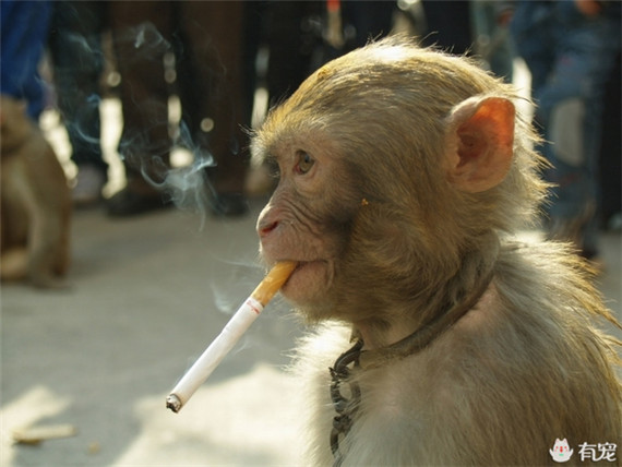 游客给猴子递烟？还有人递鞭炮戏耍猴子？