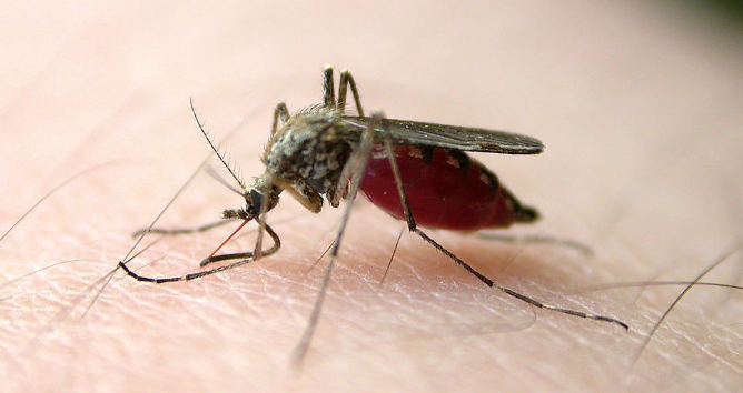 世界最毒物竟是毫不起眼的蚊子，夏天到了你可得小心了