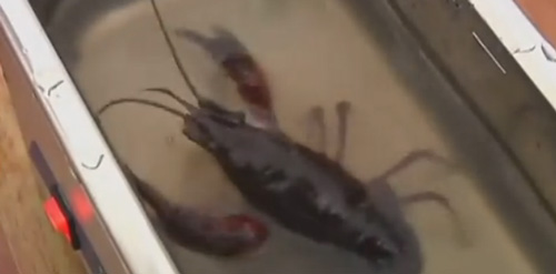 超声波清洗机把小龙虾寄生虫打回了原形，这到底是什么鬼？