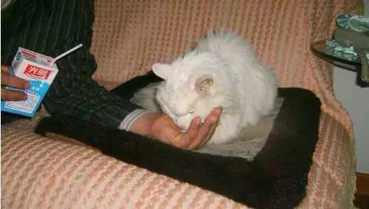 一只17岁猫咪的晚年震撼实拍-泪奔