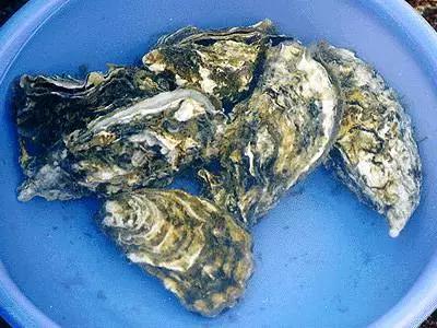 海底牛奶&mdash;&mdash;牡蛎