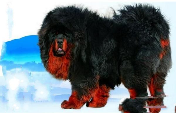 中国第一獒(中国第一藏獒公獒王)-图5