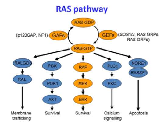亮剑大魔王之一:RAS基因突变和药物