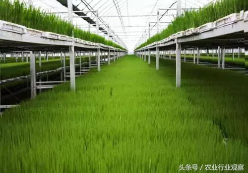 案例｜揭秘90后農場主做農業失敗的5大啟示！