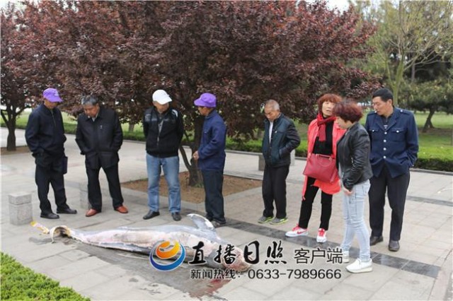 日照灯塔风景区发现死亡江豚 体长约2.5米