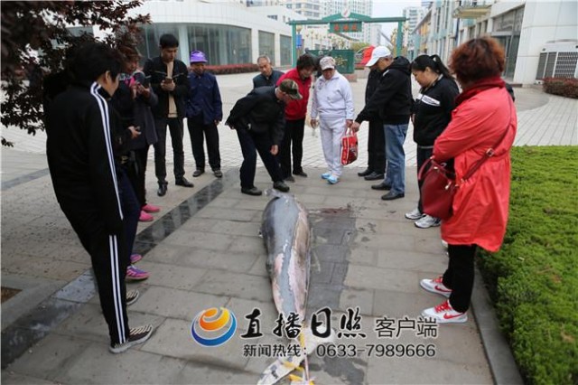 日照灯塔风景区发现死亡江豚 体长约2.5米
