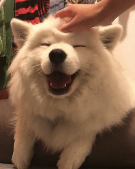 这8种脾气好的狗狗，真是“香饽饽”，不管怎么撸都不会生气