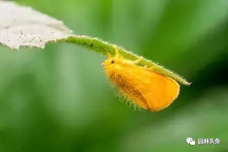 常见园林虫害识别与防治方法!-第7张图片-农百科 常见园林虫害识别与防治方法!-第7张图片-农百科