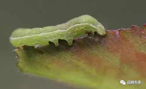 干货|常见园林虫害识别与防治方法!-第5张图片-农百科 干货|常见园林虫害识别与防治方法!-第5张图片-农百科