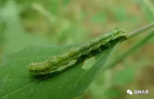 干货|常见园林虫害识别与防治方法!-第13张图片-农百科 干货|常见园林虫害识别与防治方法!-第13张图片-农百科