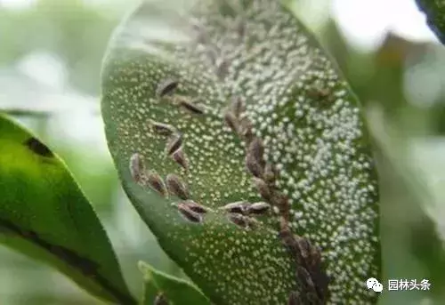 常见园林虫害识别与防治方法!-第4张图片-农百科 常见园林虫害识别与防治方法!-第4张图片-农百科