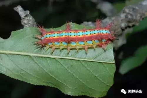 干货|常见园林虫害识别与防治方法!-第8张图片-农百科 干货|常见园林虫害识别与防治方法!-第8张图片-农百科