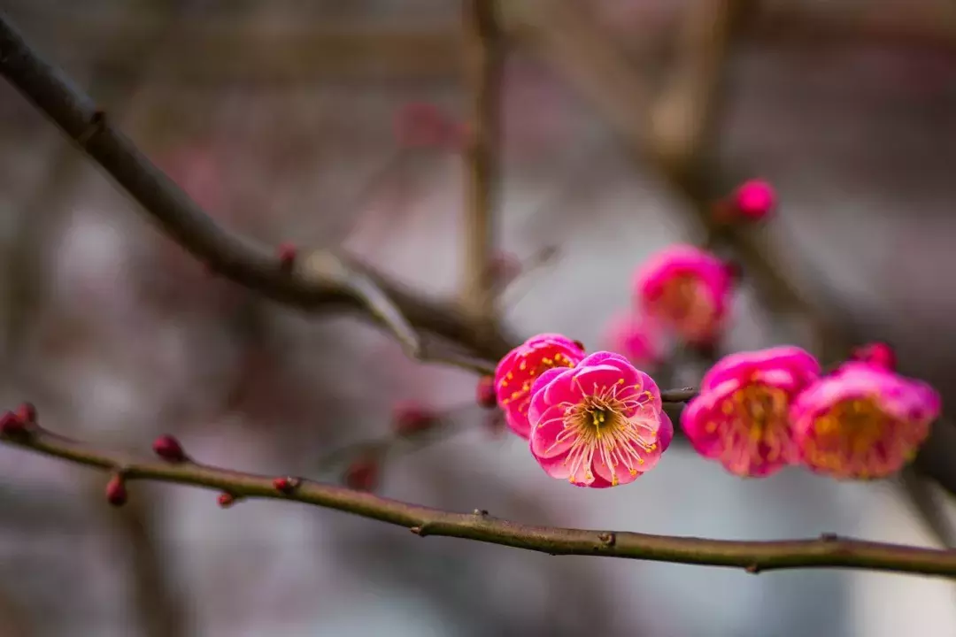 十首梅花诗:已是寒冬时,宜读梅花诗-第3张图片-非凡网 十首梅花诗:已是寒冬时,宜读梅花诗-第3张图片-非凡网