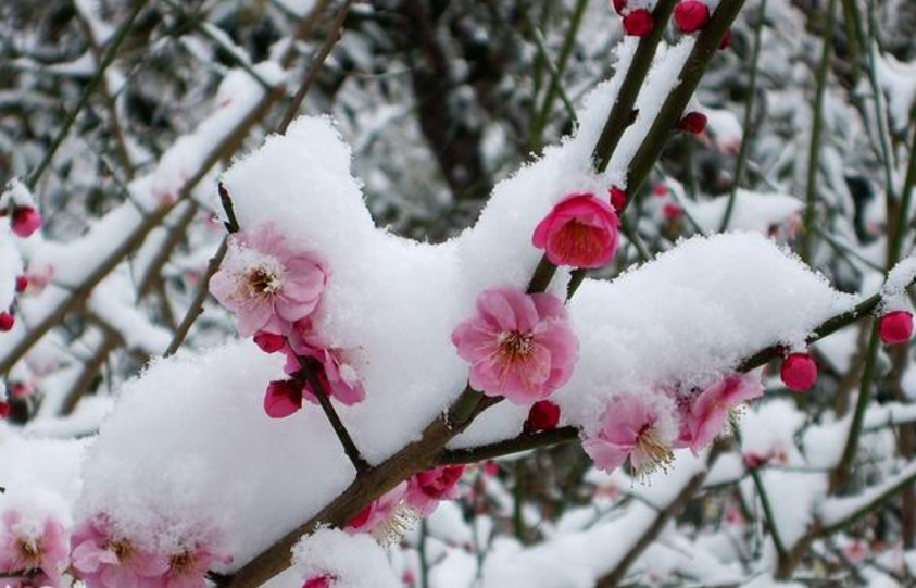 歌咏春夏秋冬的诗词，春花秋月，夏夜冬雪，四季美景尽在诗中-第17张图片-非凡网