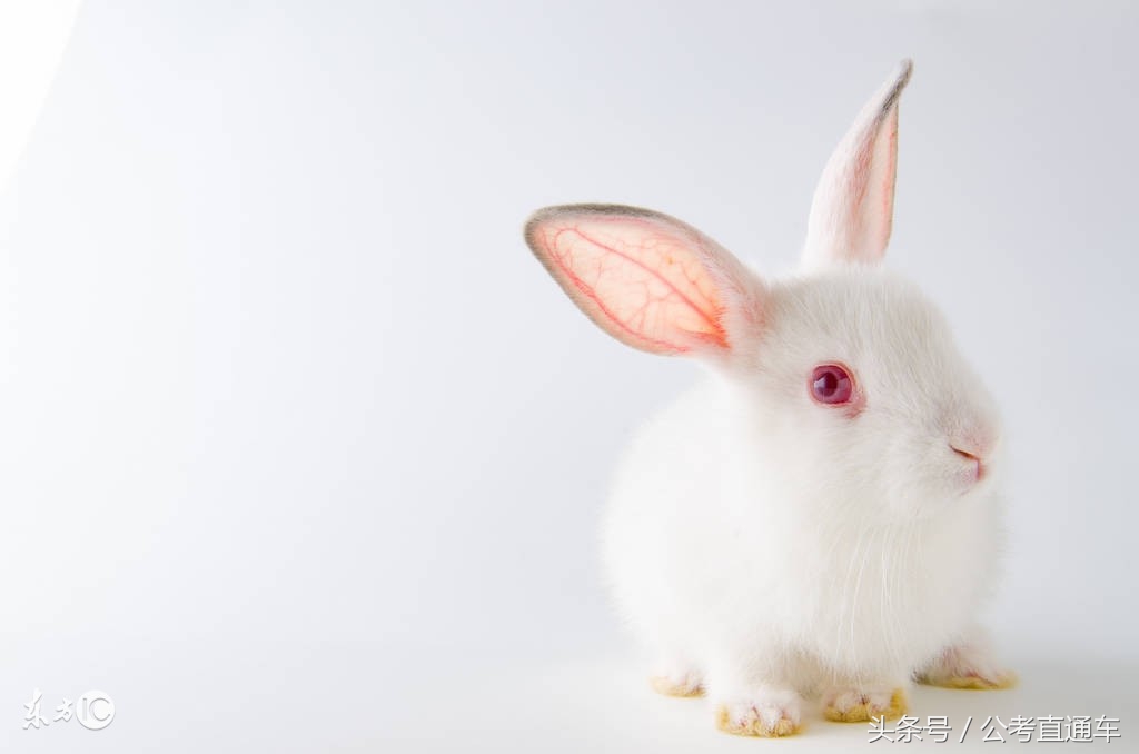 2018年公务员常识判断：白兔的眼睛是红色的，灰兔的眼睛是