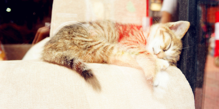 和猫咪相处的暖心句子 朋友圈猫咪怎么配文