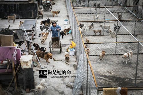 北京大妈租3亩地收养400只流浪狗 每月花费八万（图)
