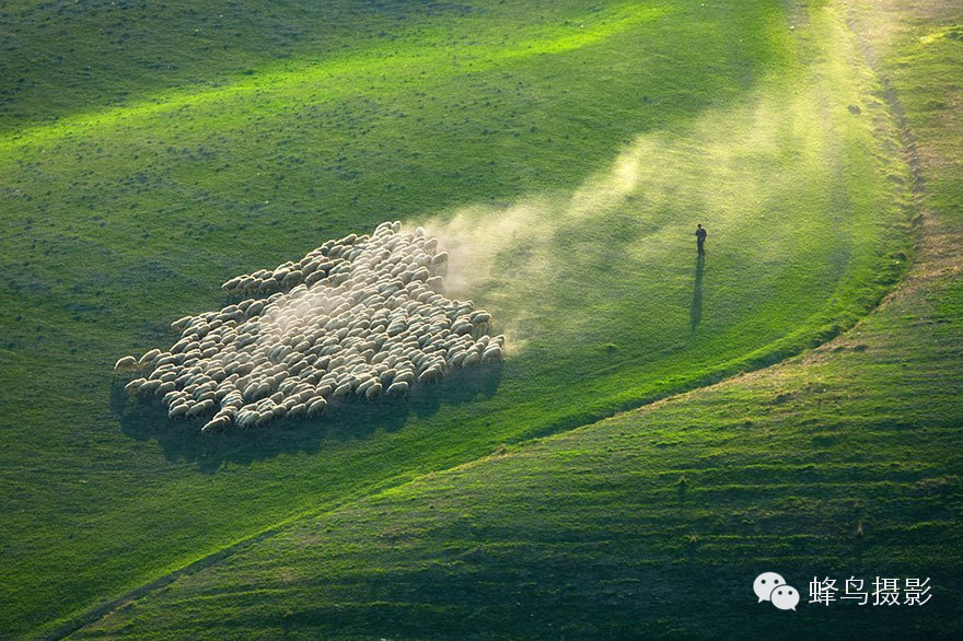 意大利摄影师航拍草场上的羊群