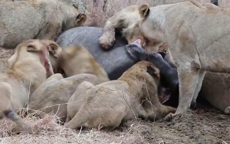 狮子一家吃犀牛，开膛破肚啃咬内脏，狮子们却为了吃大打出手
