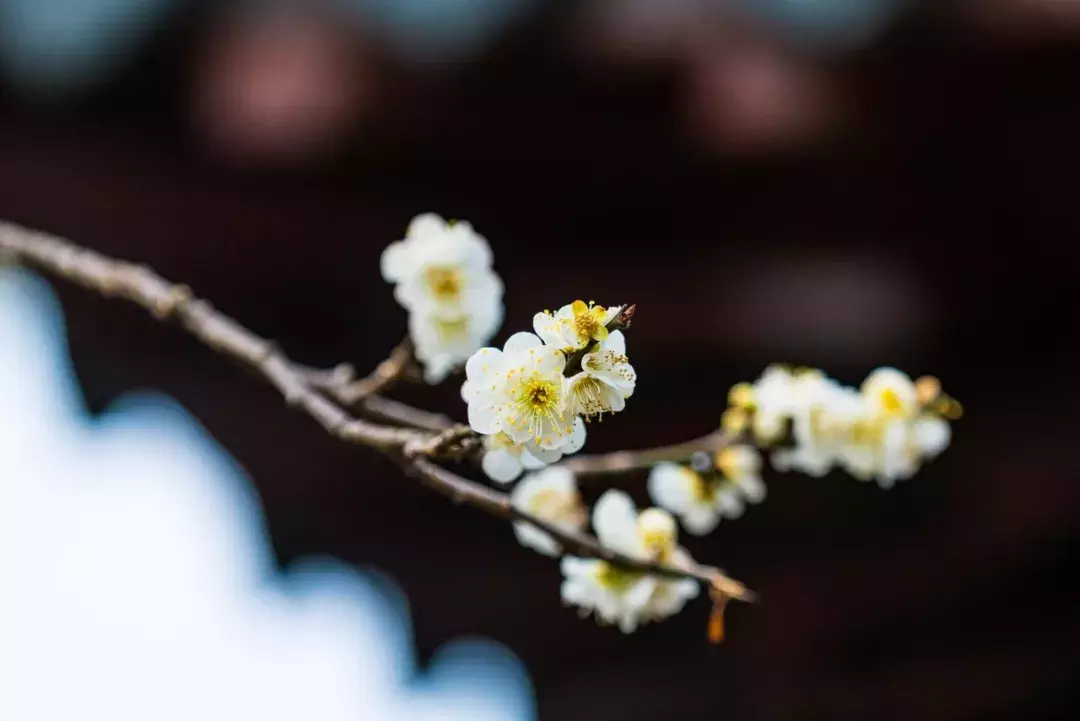 十首梅花诗：已是寒冬时，宜读梅花诗-第6张图片-诗句网