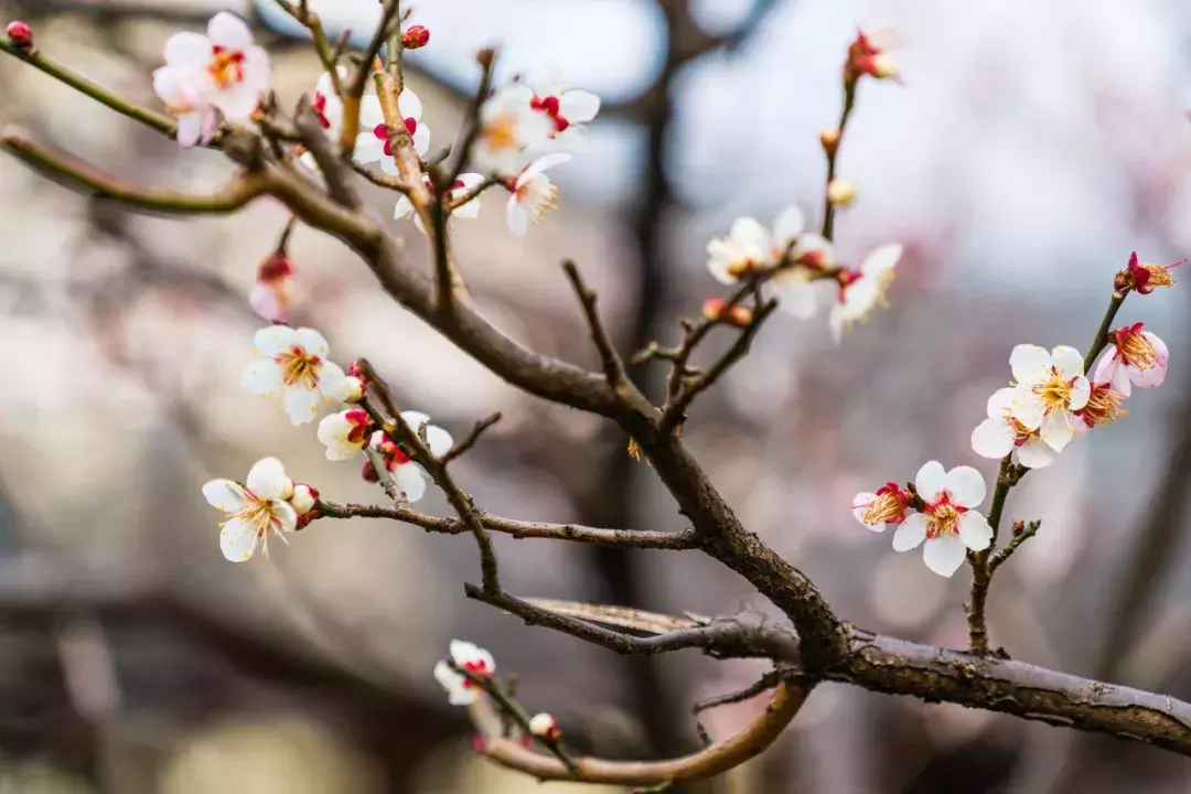 十首梅花诗:已是寒冬时,宜读梅花诗-第4张图片-非凡网 十首梅花诗:已是寒冬时,宜读梅花诗-第4张图片-非凡网