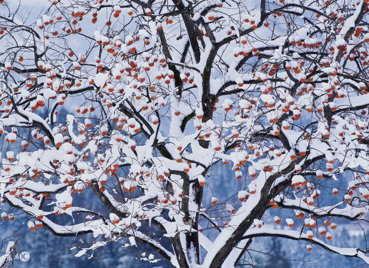 描写冬天的美妙诗句，领略古诗词之美-第2张图片-诗句网
