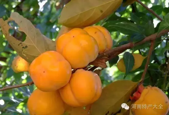 河南礼物：除了列出来的，郑州特产请你补充