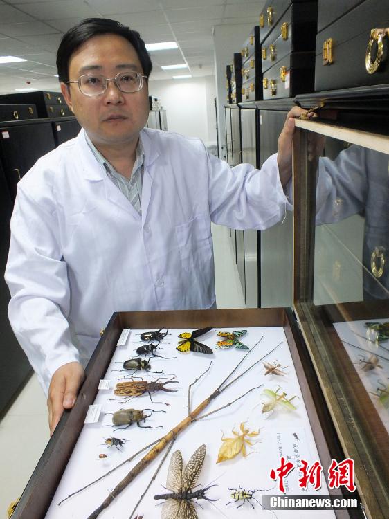 中国发现世界最长昆虫新物种 足长超60厘米（组图)