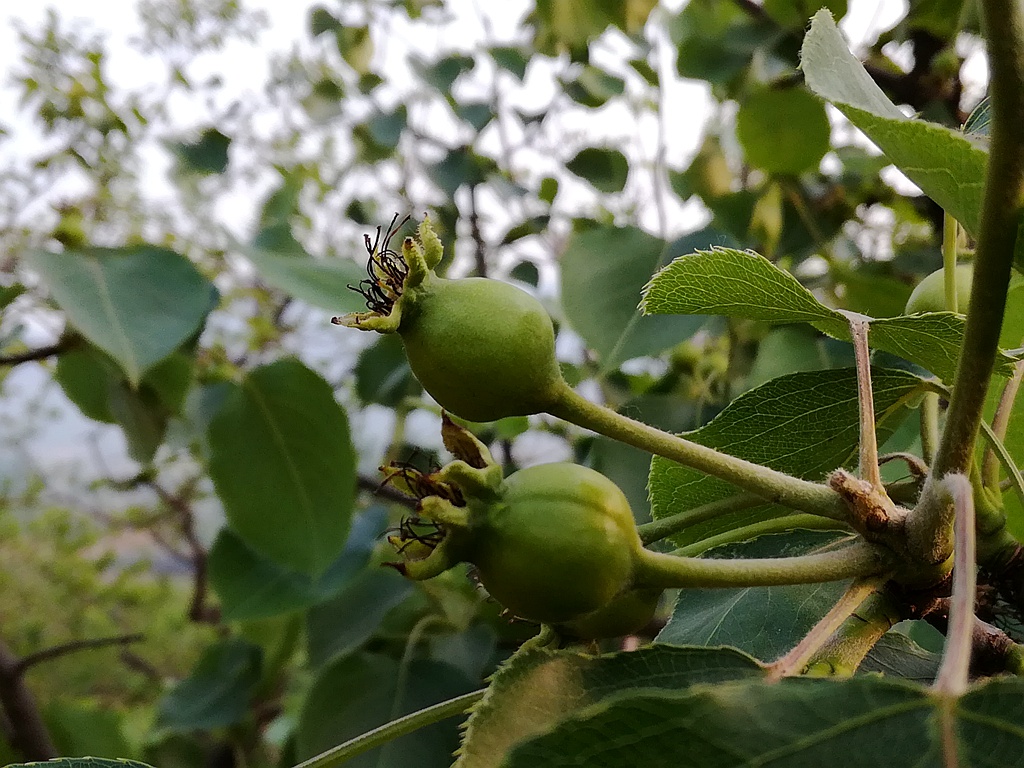 照相不输旗舰手机的华为荣耀畅玩4C