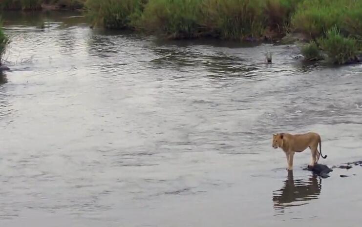 狮子被鳄鱼拦腰咬入河中，眼看淹死，狮子忽然绝地反转，惊险！