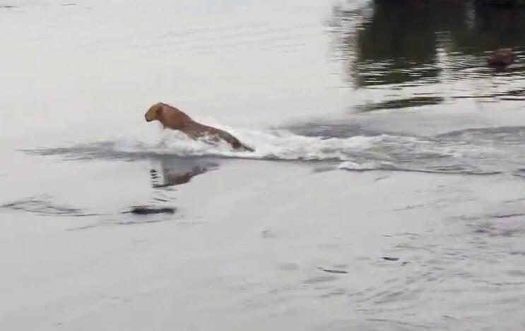 狮子被鳄鱼拦腰咬入河中，眼看淹死，狮子忽然绝地反转，惊险！