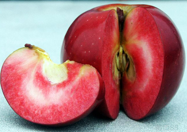 这种苹果，比红富士名贵很多倍，估计很少人吃过！
